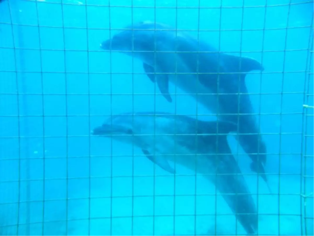 İzmirlilerin Yoğun Tepkisi Sonuç Verdi