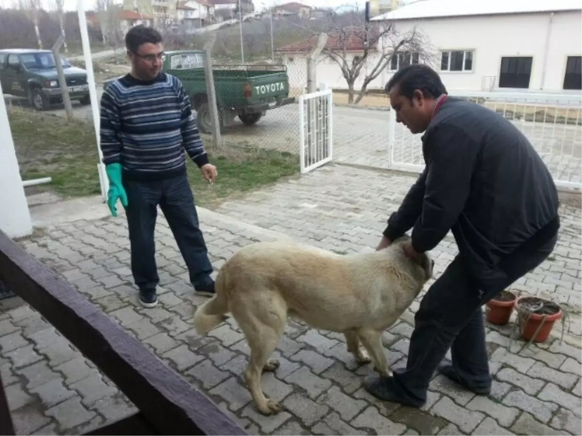 Kedi ve Köpeklere Kuduz Aşılama Kampanyası Başladı