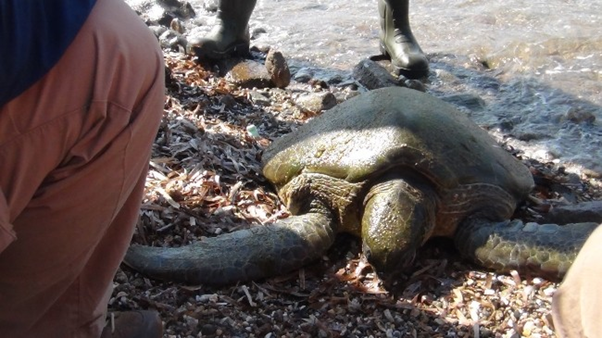 Akut Yaralı Caretta Caretta İçin Seferber Oldu