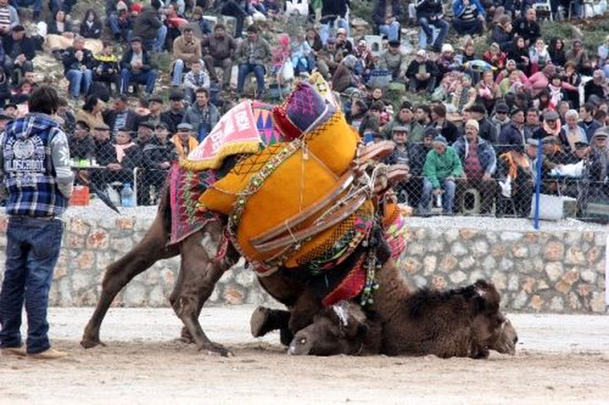 Bodrum\'da Deve Güreşleri Festivali