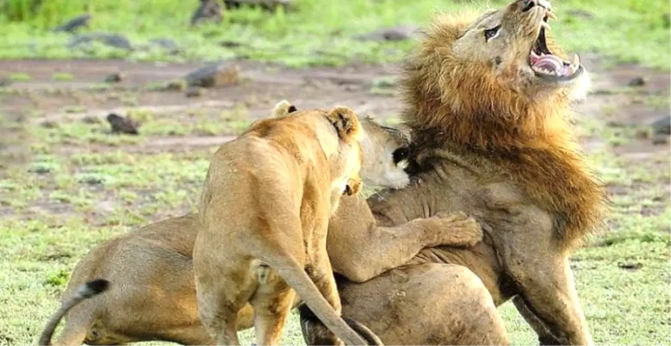 Erkek Aslanların İnanılmaz Yaşam Mücadelesi