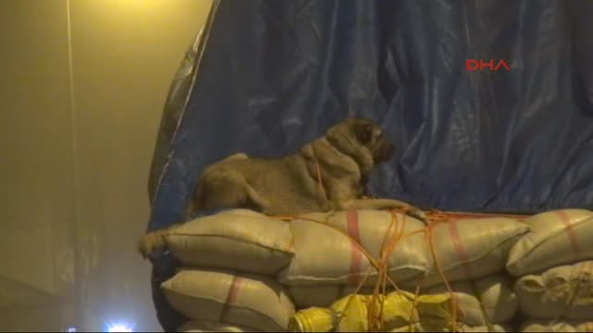 Saman Yüklü Kamyonda Köpeğin Tehlikeli Yolculuğu