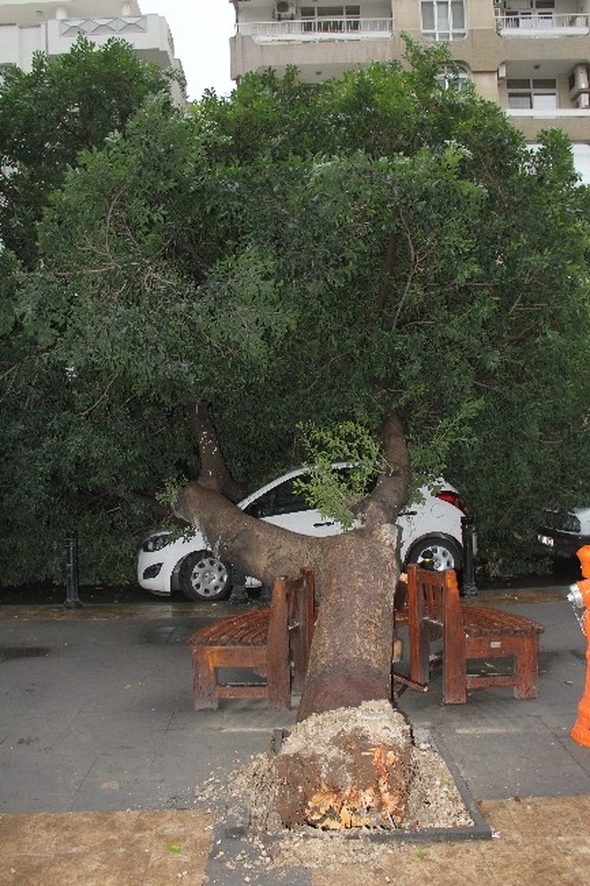 Ağaç 3 Otomobilin Üzerine Devrildi