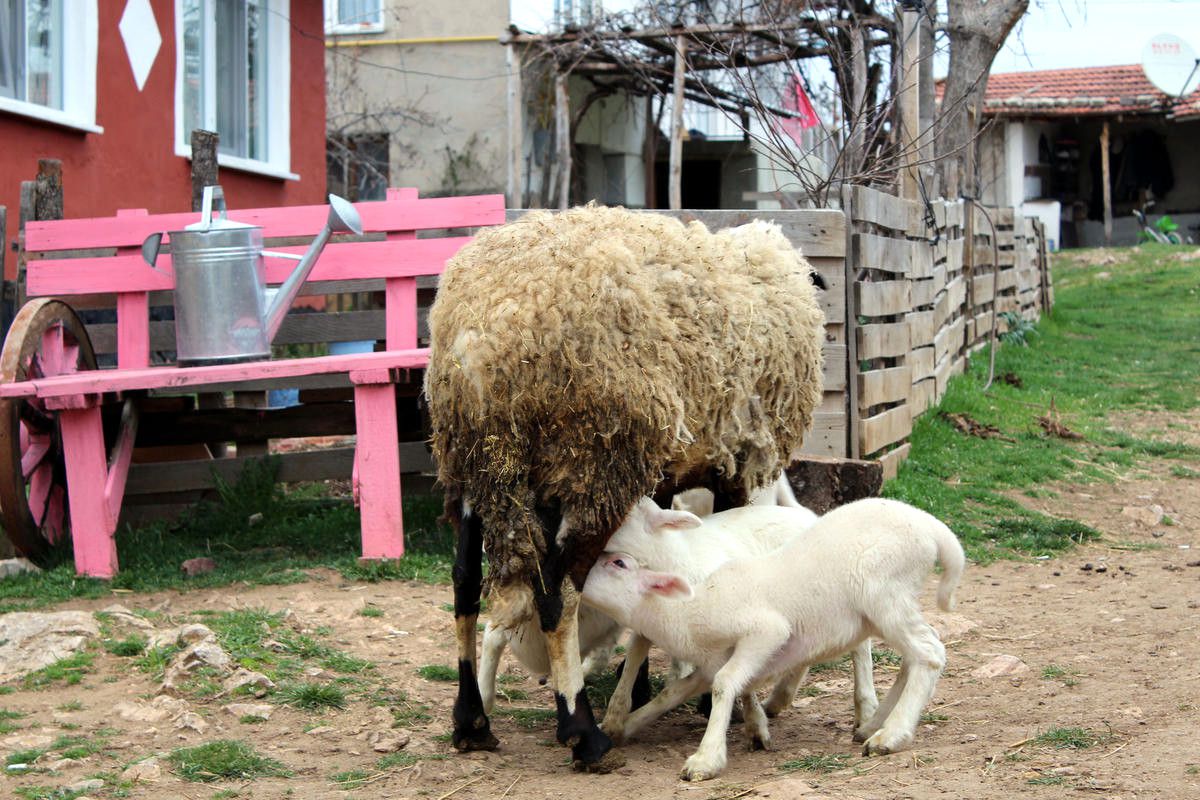 Bilecik\'te Bir Koyun Dördüz Doğurdu