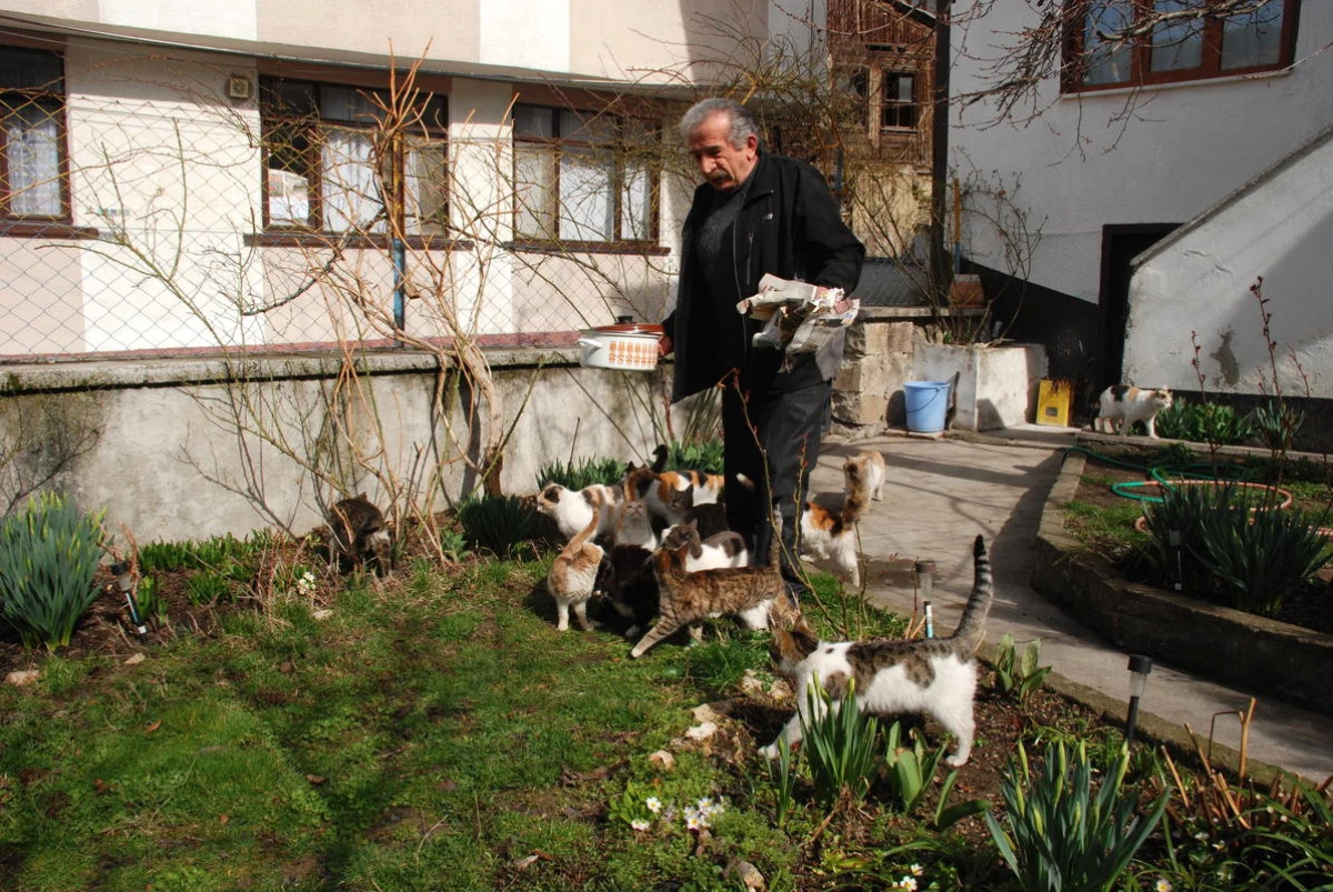 Emekli Maaşıyla Sokak Kedilerine Bakıyor