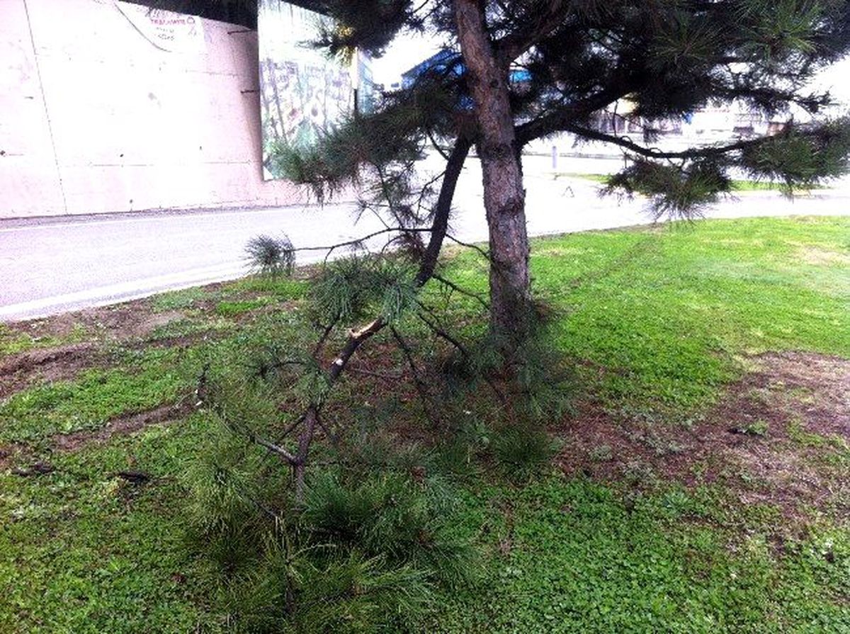 Kamyonet Ağaca Çarparak Durabildi