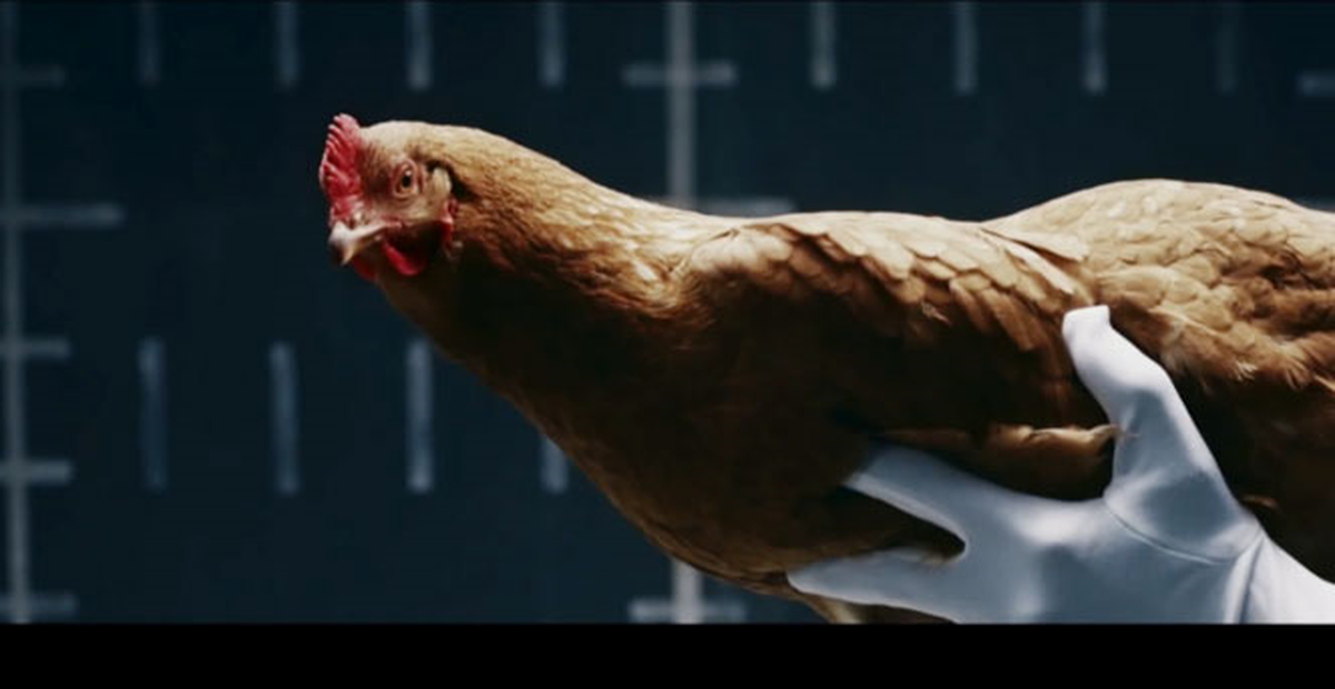 Mercedes'in 'Tavuk'lu Reklam Filmi