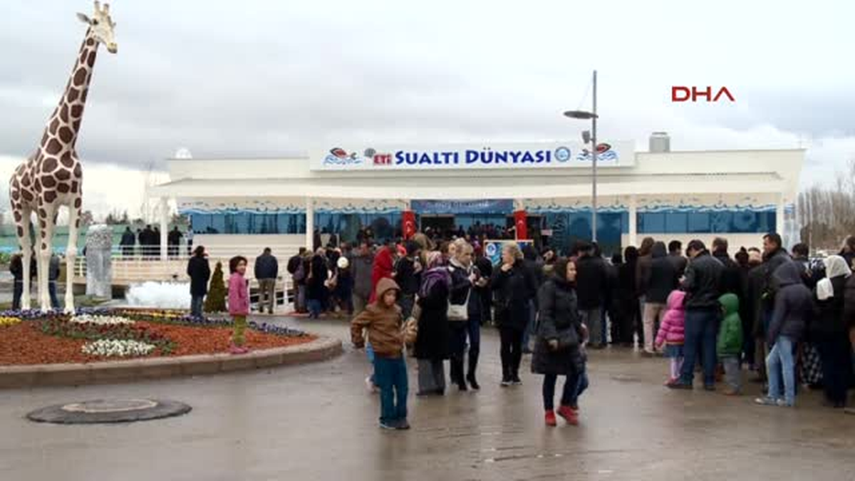 Sualtı Dünyası\'ndaki Köpek Balığı 4 Yavru Doğurdu
