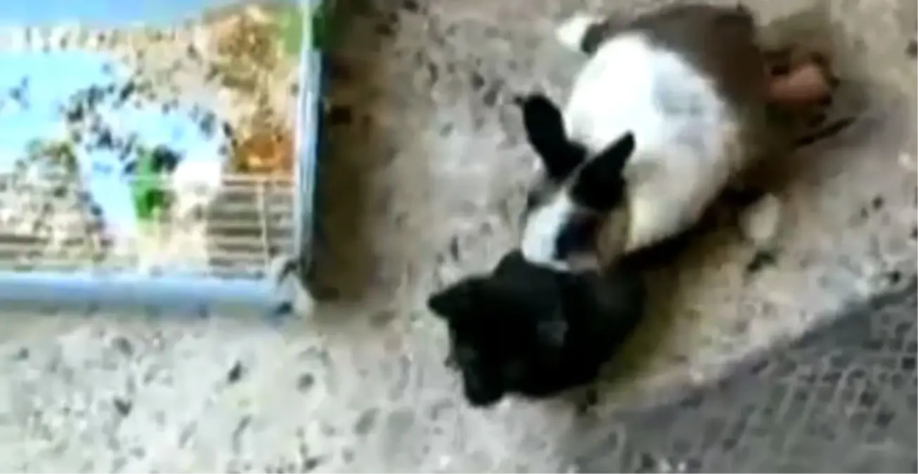 Tavşan Kediye Tecavüz Etti