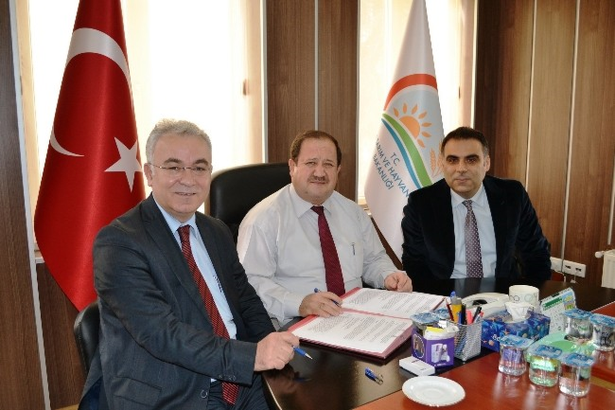 Bafra\'da Şap Aşı Uygulaması Özelleştirildi