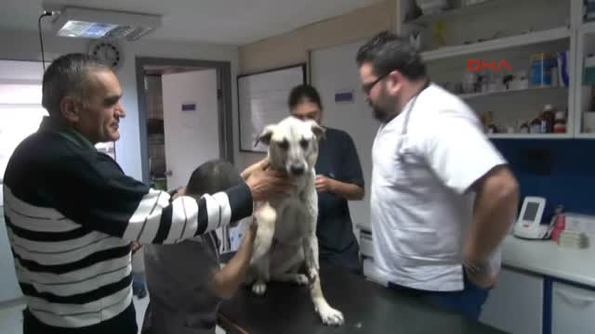 Emekli Hayvansever, Sokak Köpeğini Ameliyat Ettirdi