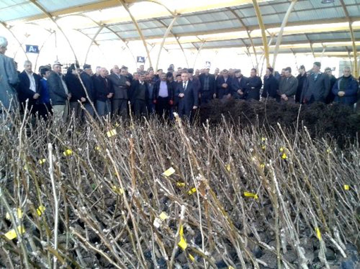 Tavşanlı\'da Çiftçilere Tohum ve Fidan Dağıtıldı