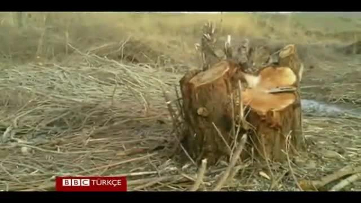 Hevsel Bahçeleri\'nde \'Ağaç Nöbeti\'
