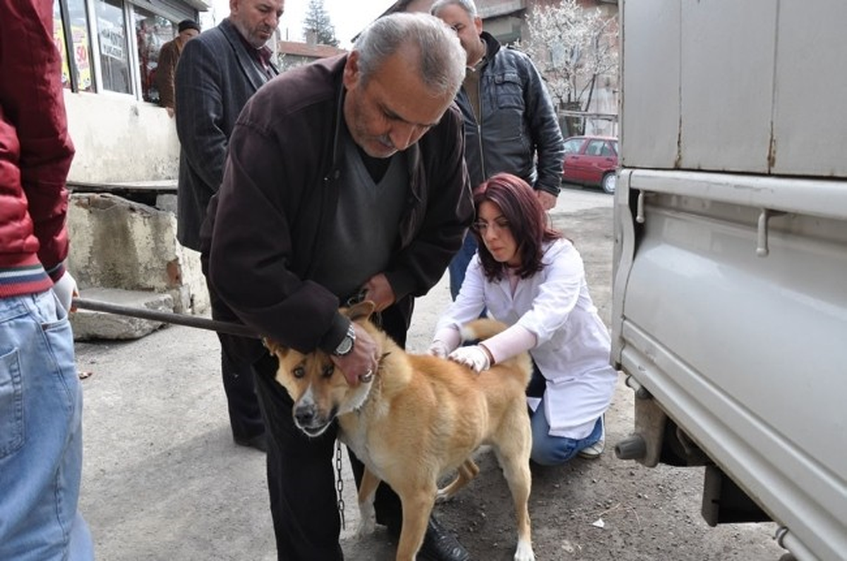 Karabük\'te Köpek ve Kedilere Kuduz Aşısı