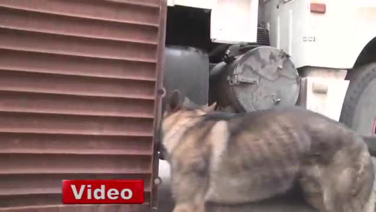 Rekor Miktarda Uyuşturucu Yakalandı
