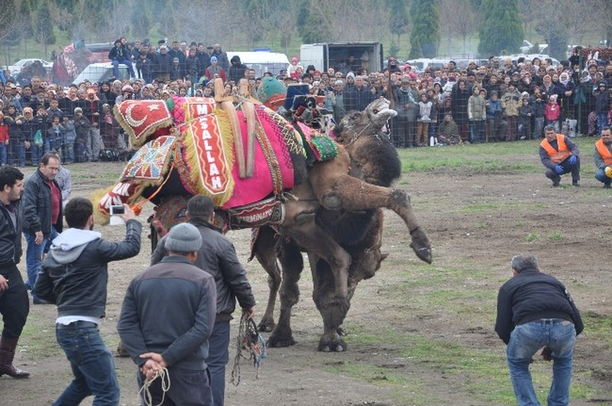 Tanrıverdi Deve Güreşlerini İzledi