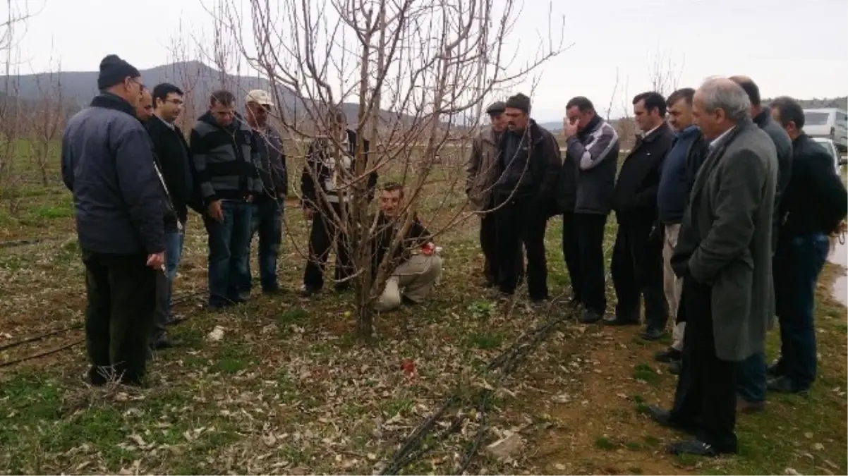 Beyşehirli Meyve Üreticilerine Budama Eğitimi Verildi