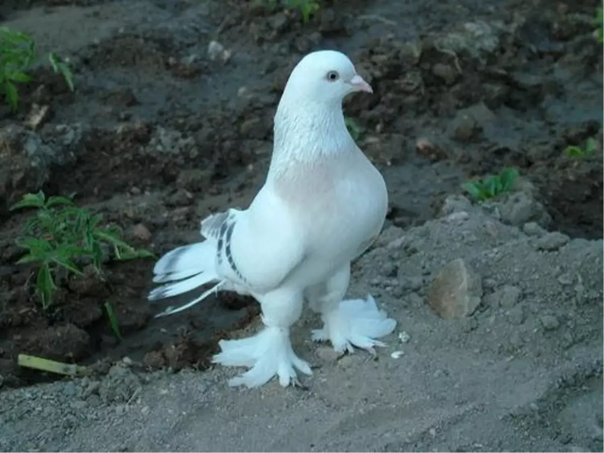 Taklacı Değil Kahvehaneci Güvercin