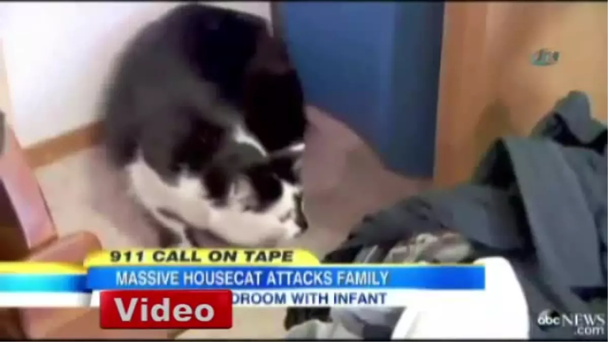 Cinnet Getiren Kedi, Aileyi Rehin Aldı