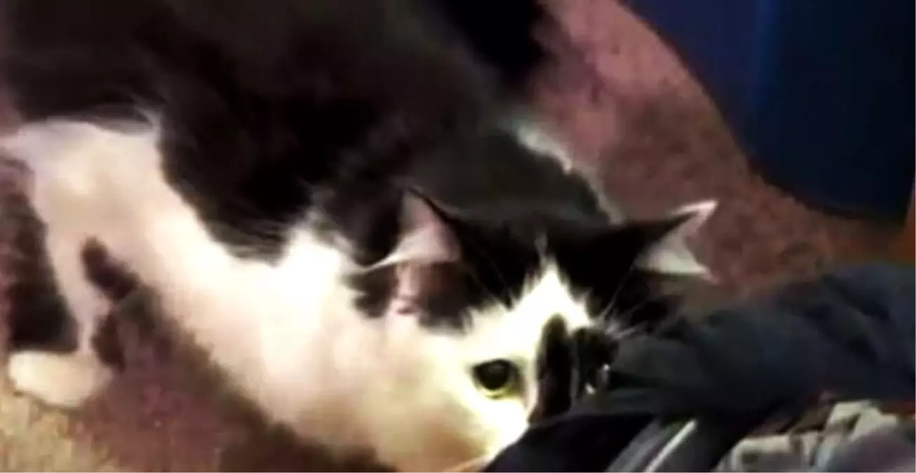 Cinnet Geçiren Kedi, Aileyi Rehin Aldı