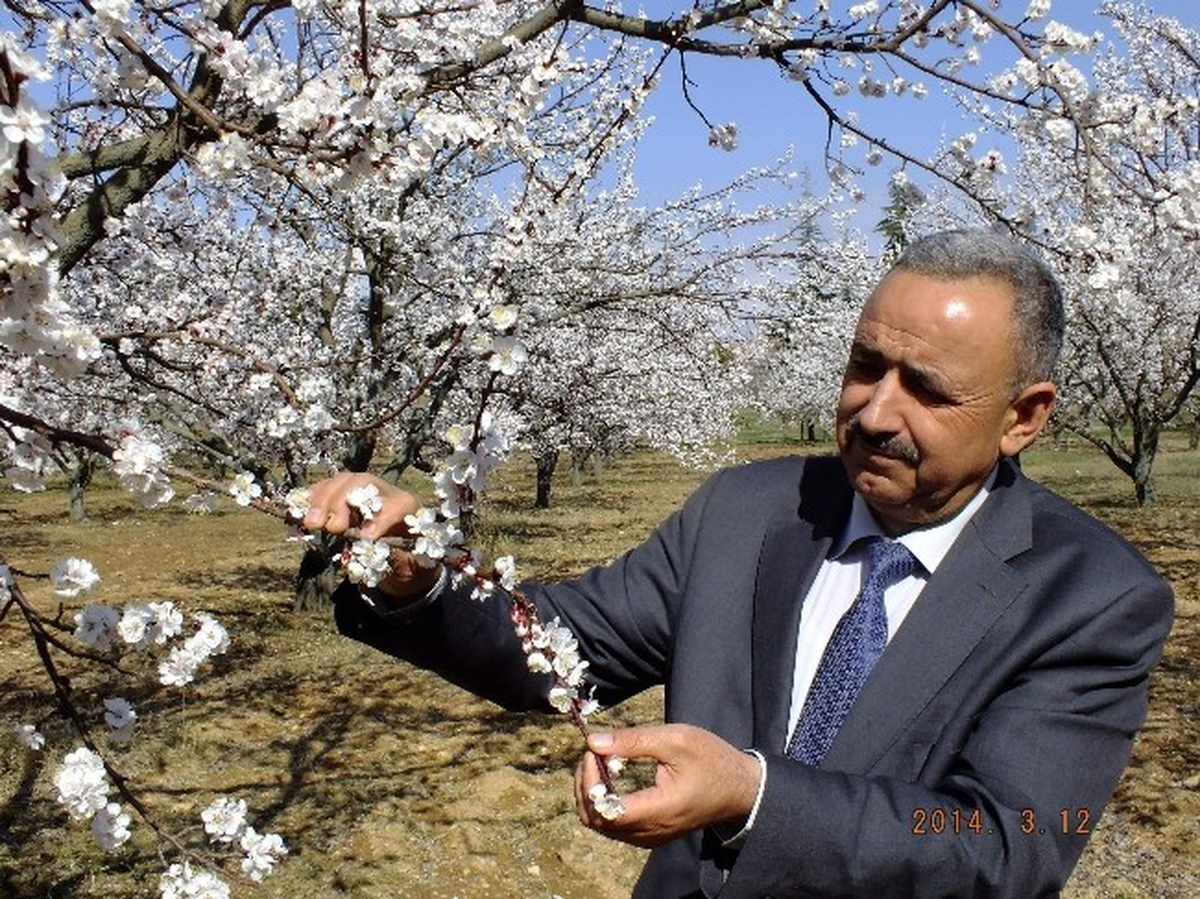 Kayısılarda Don Zararı Uyarıları ve Öneriler