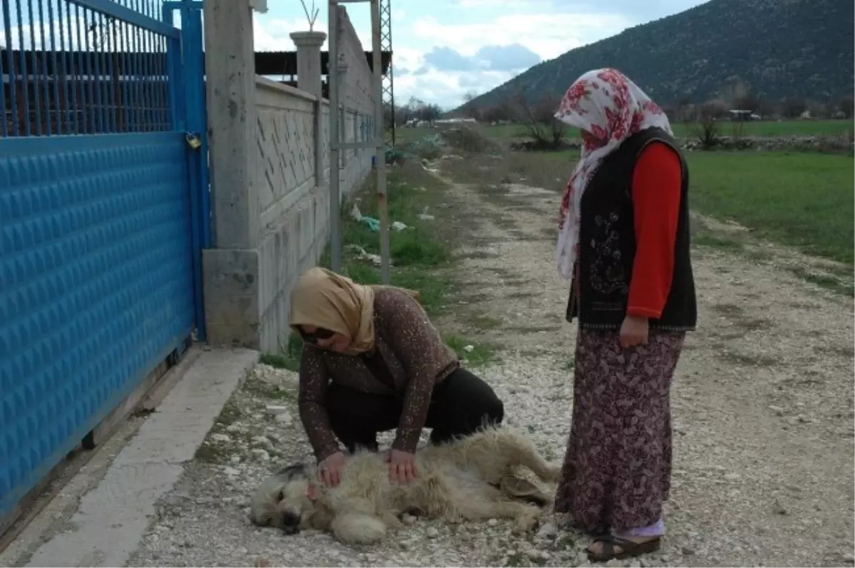 Burdur\'da Köpek Yavrularını Av Tüfeğiyle Vurdular