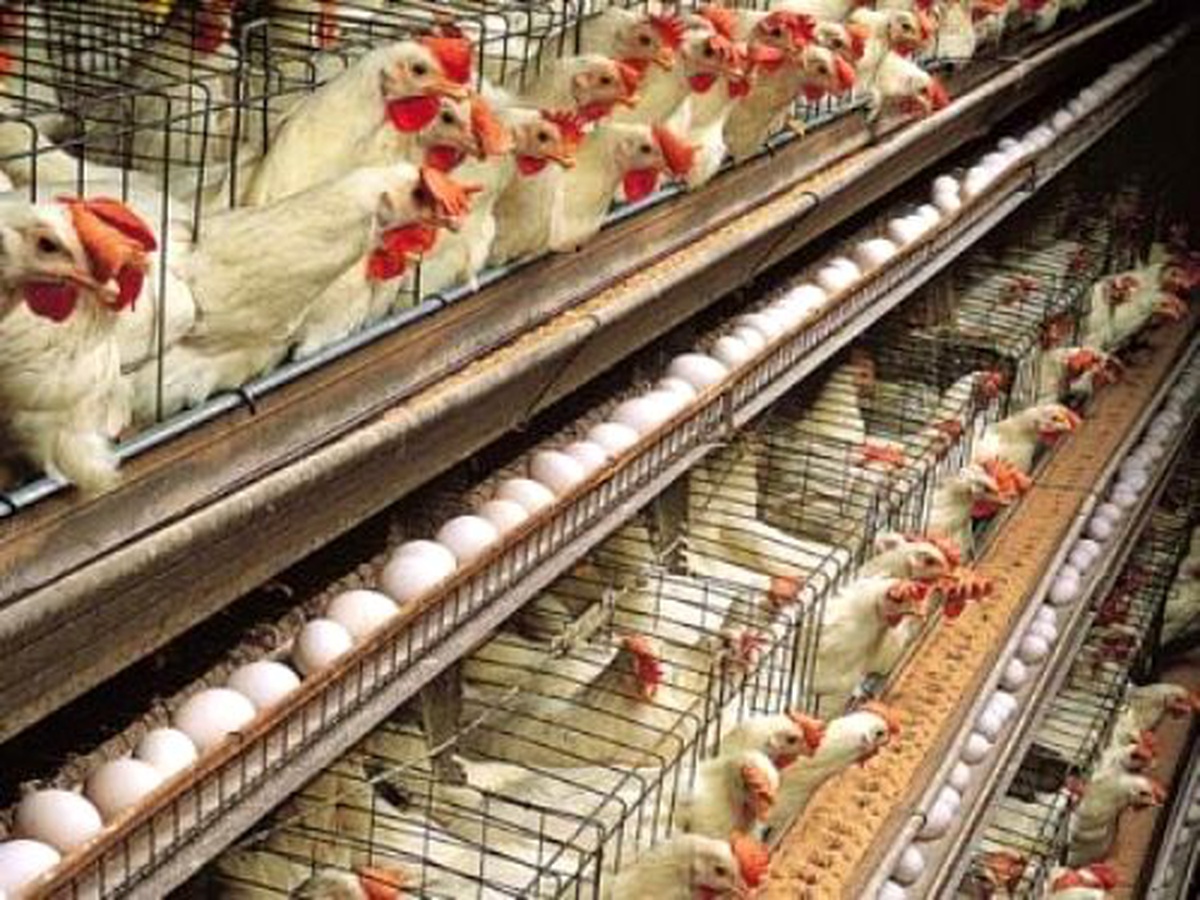 Yumurta Üretimi Azaldı, Tavuk Eti Üretimi Arttı