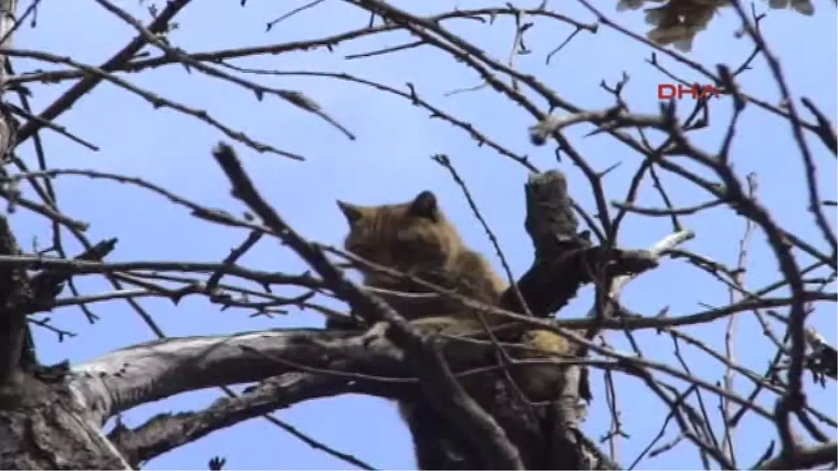 Muş\'ta Yaralı Kedi İçin Mahalleli Seferber Oldu