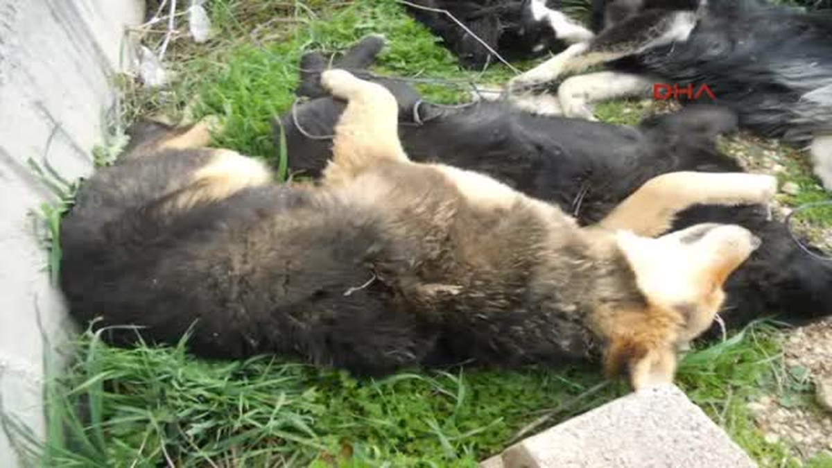 Yavru Köpekleri Birbirine Bağlayıp Öldürdüler