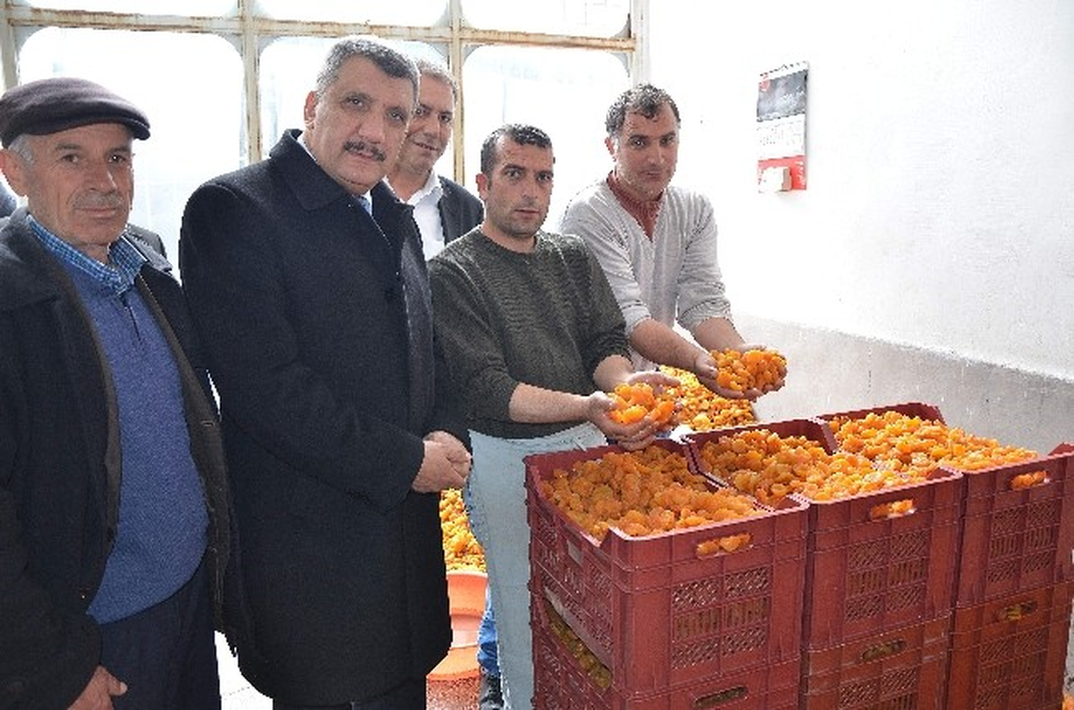 Gürkan: "Kayısı Yerleşkesini Kuracağız"