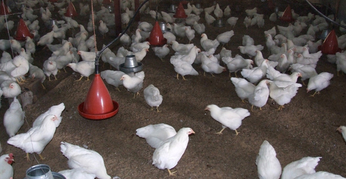 Hollanda ve Almanya\'da Kuş Gribine Rastlandı