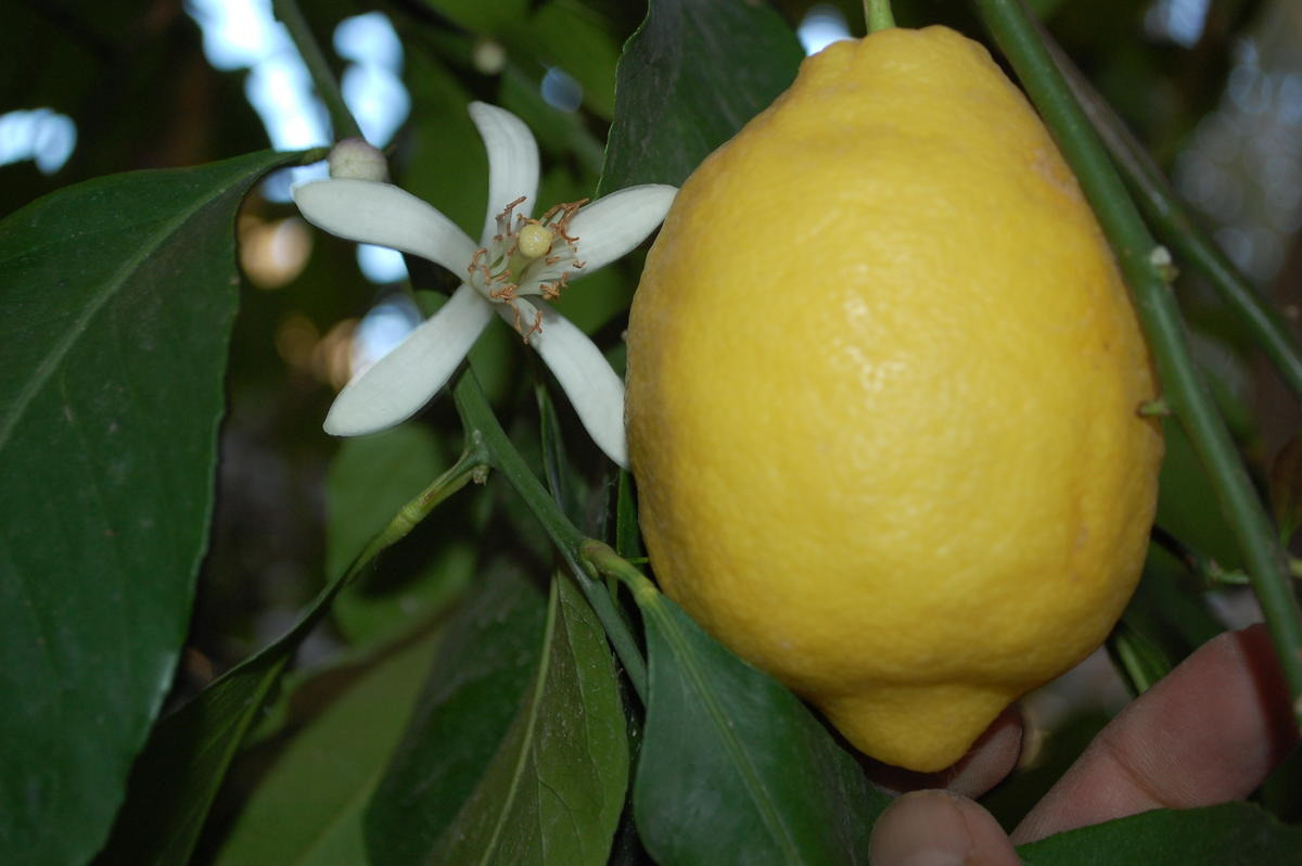 Limon Üreticileri Sezonu Mutlu Kapattı