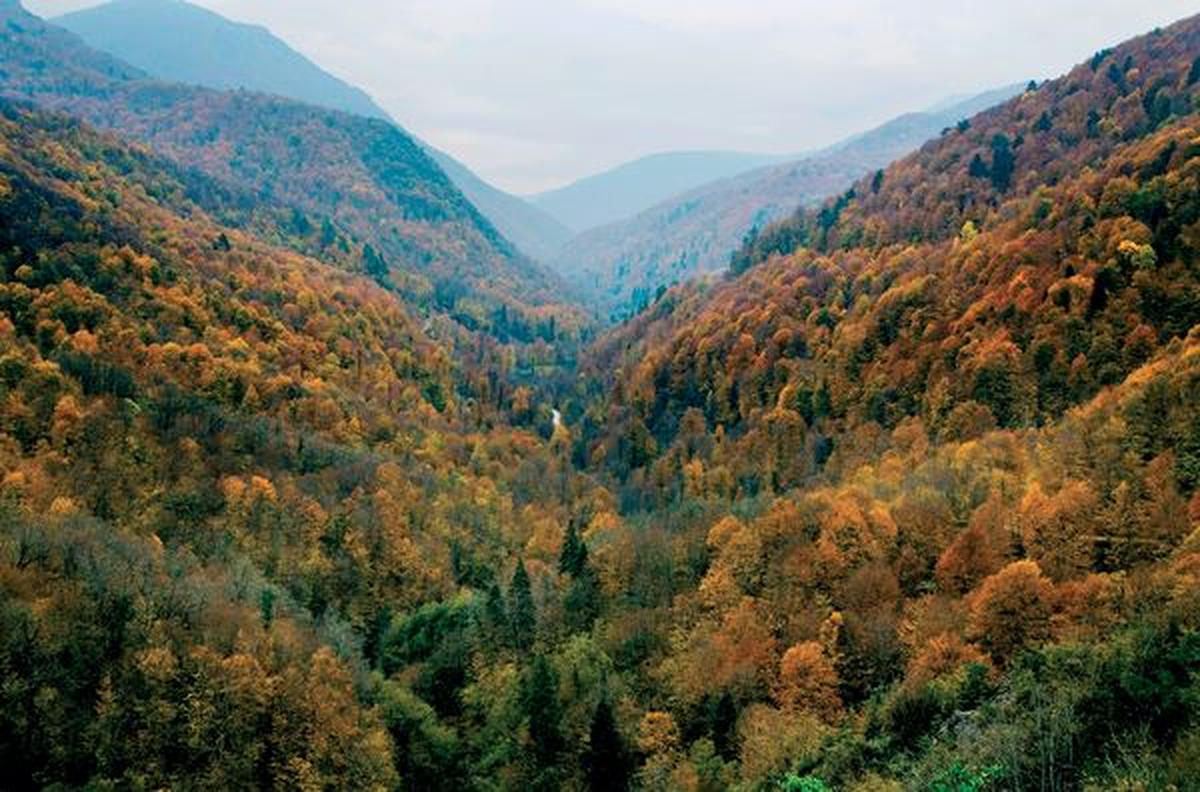 Yenice Ormanları Kameralarla İzlenecek