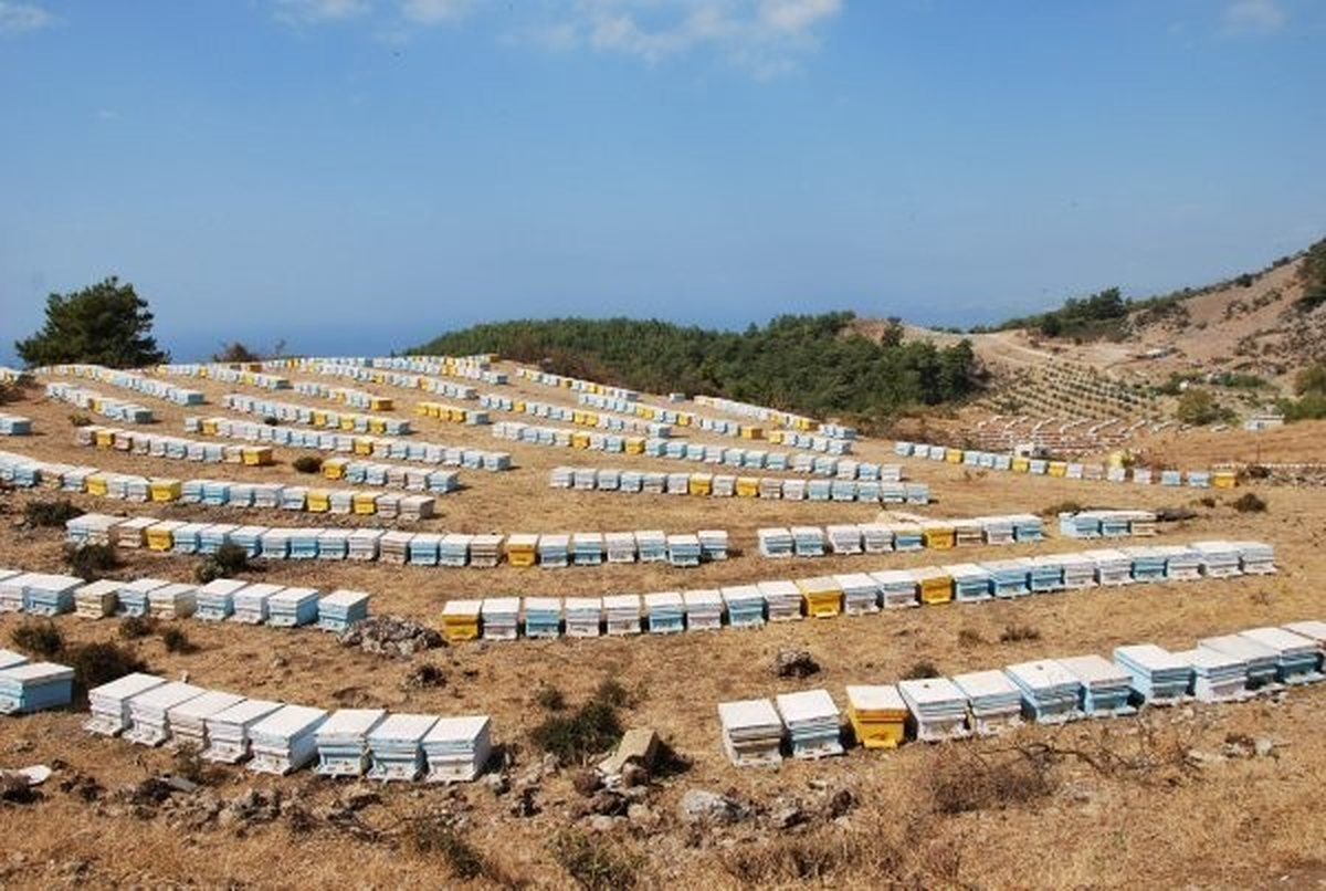 Dalaman\'da 136 Mevkiide Arı Konaklama Alanları Tespit Edildi