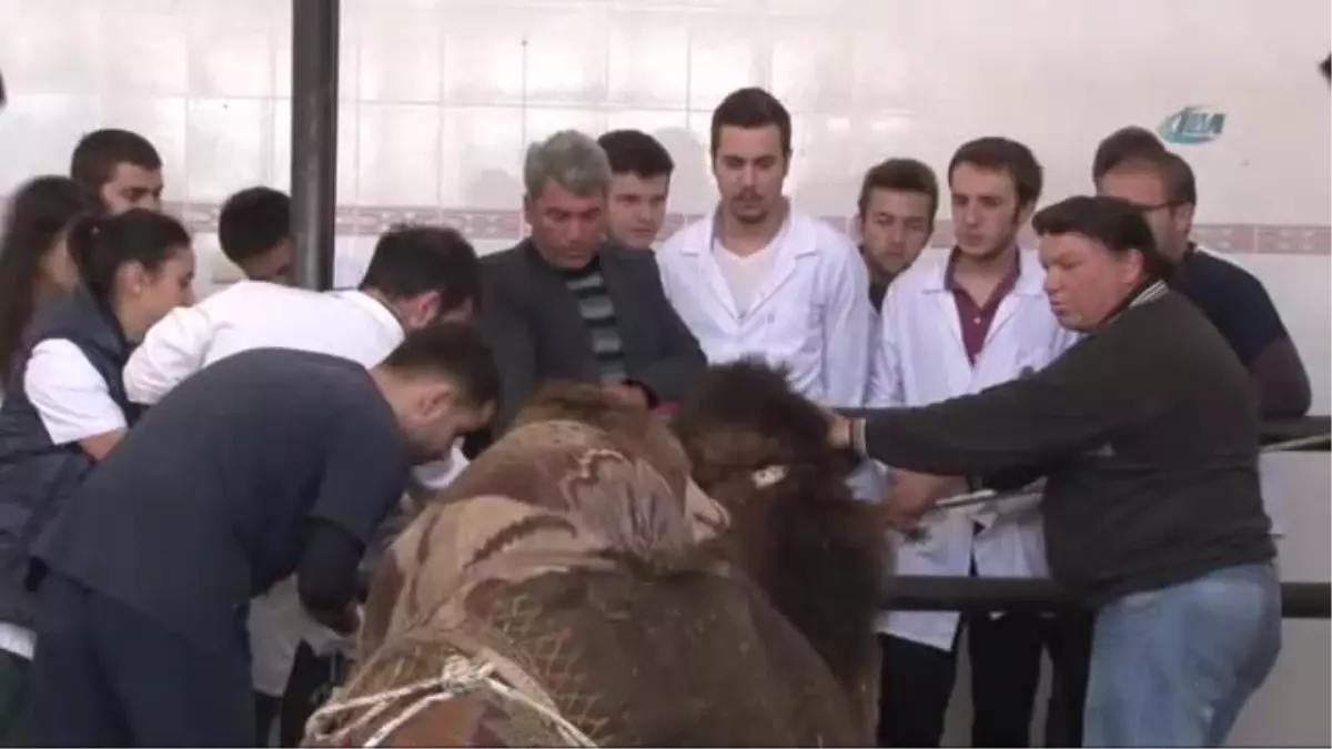 100 Bin TL'lik Devenin Diş Tedavisi Böyle Olur