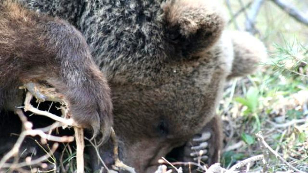 Artvin\'de Domuz Avı Gerçekleştirildi