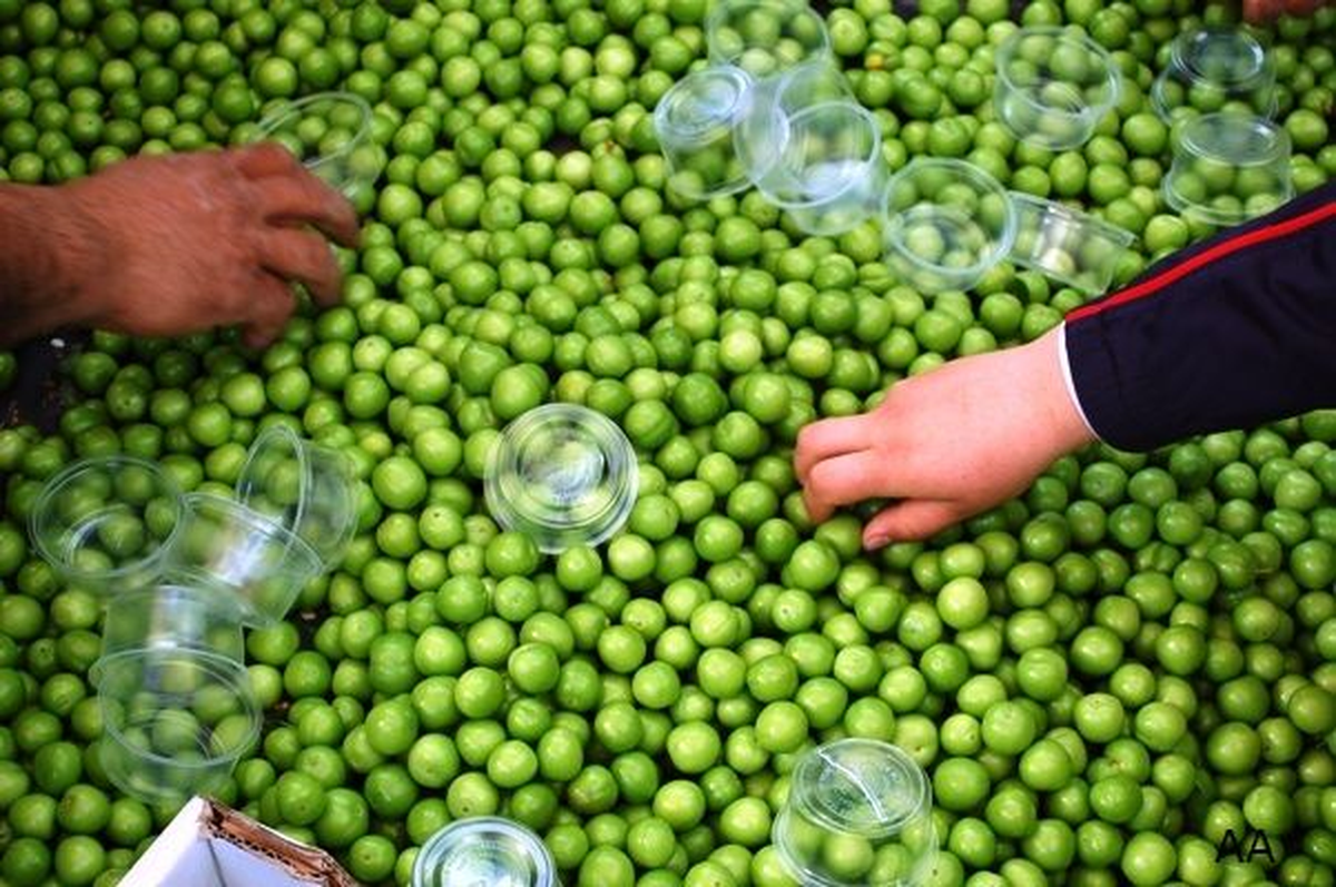 Eriğin Kilogram Fiyatı Güneyde 100, Batıda 150 Lira
