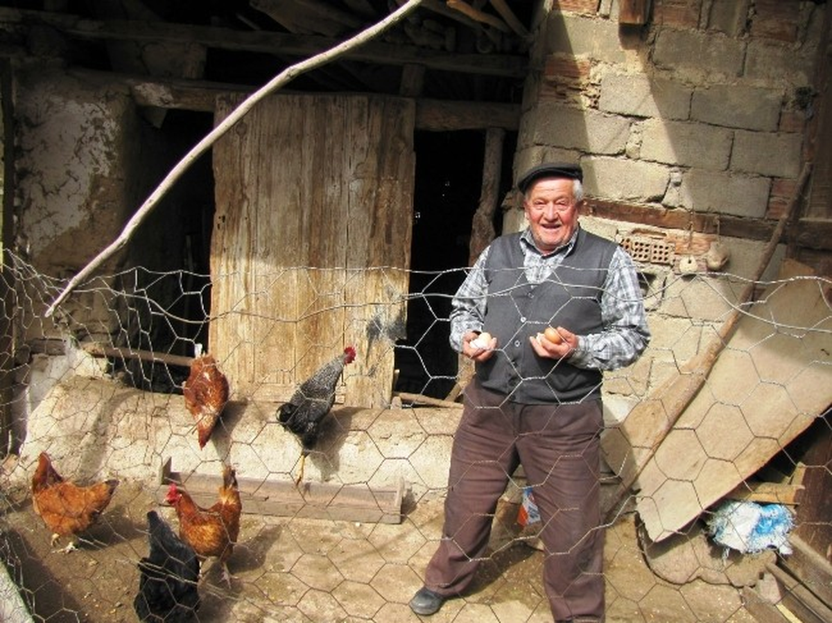 Hisarcık\'ta Evlerde Köy Tavuğu Yetiştiriciliği