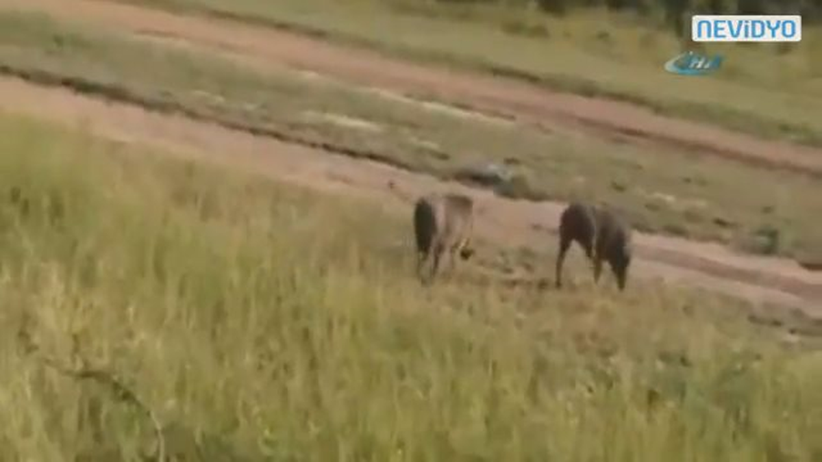 Leopar Yaban Domuzunu Böyle Avladı