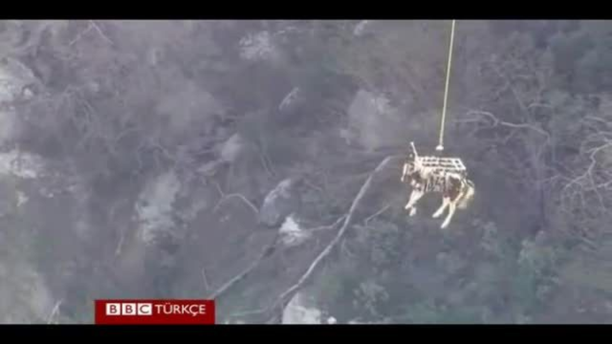 At, Dere Yatağından Helikopterle Kurtarıldı