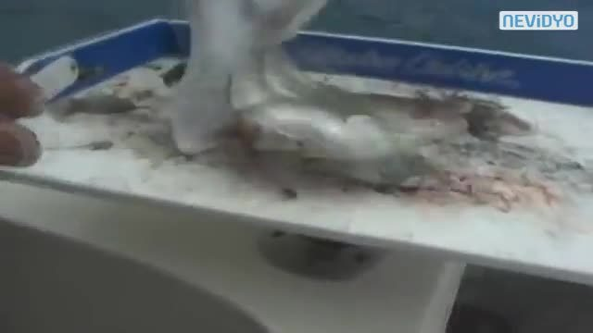 Balığın İçinden Çıkanlar Şok Etti!