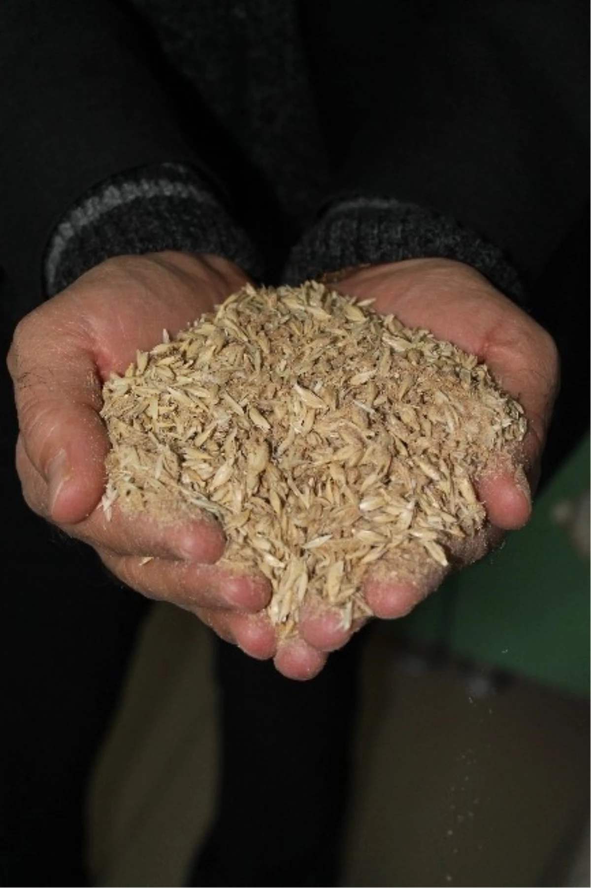 Siyez Buğdayı Artıklarından Organik Kayın Mantarı Üretildi