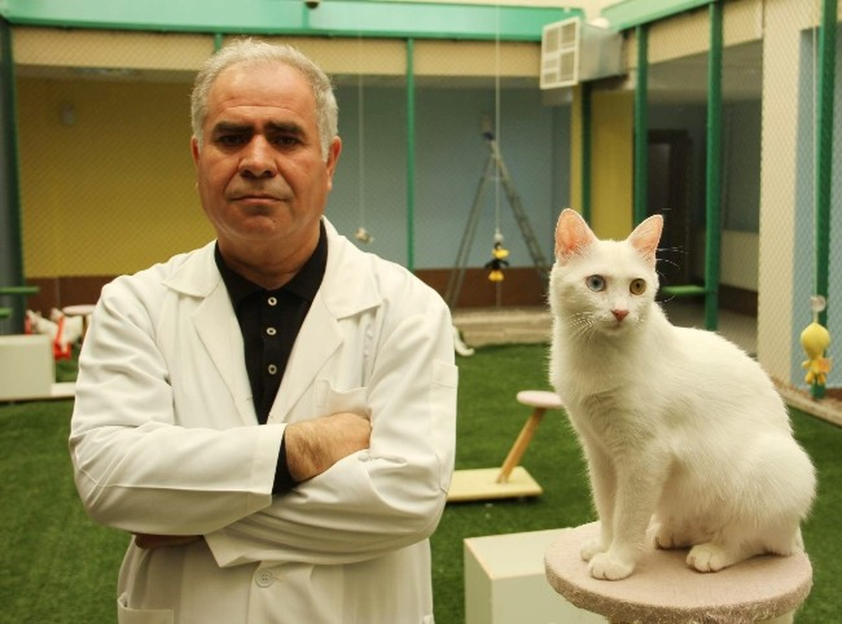 Van Kedilerinde Çiftleştirme Dönemi