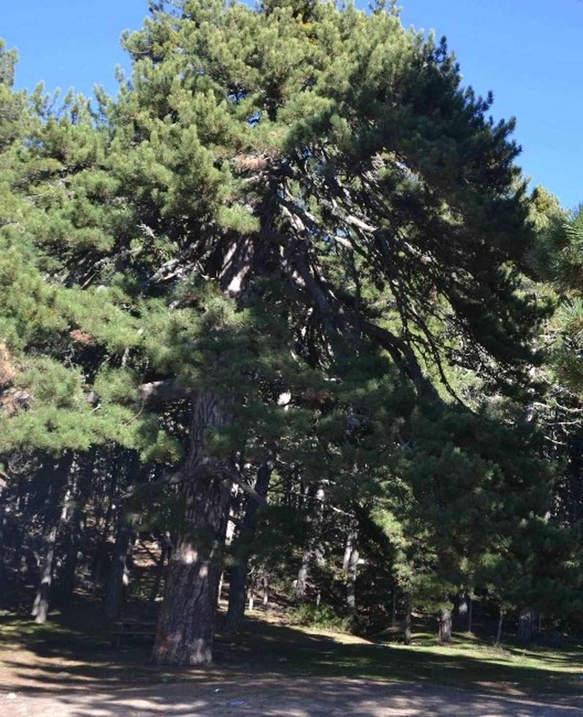 610 Yıllık Çam Ağacı İlgi Odağı Oldu