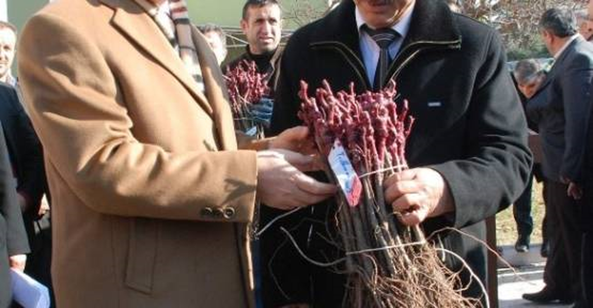 Çankırı\'da, 10 Bin Fidan Dağıtıldı
