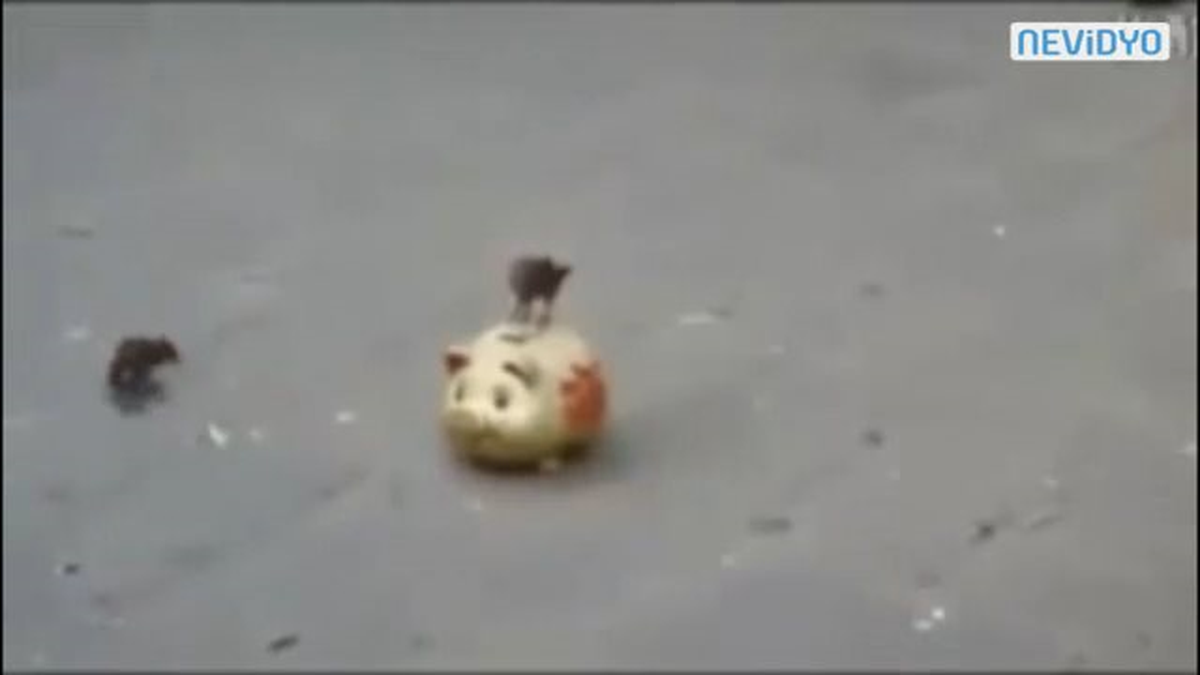 Ekmek Parası Topladılar
