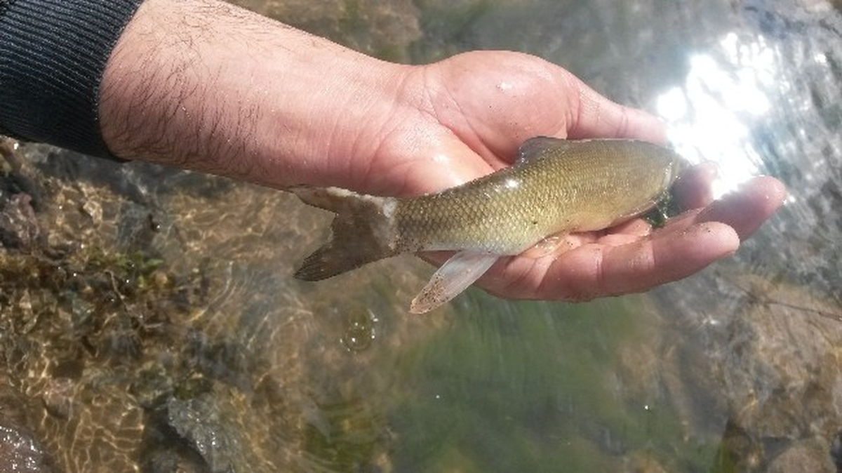 Gümüşhane'nin Godil Deresi'nde Balık Ölümleri