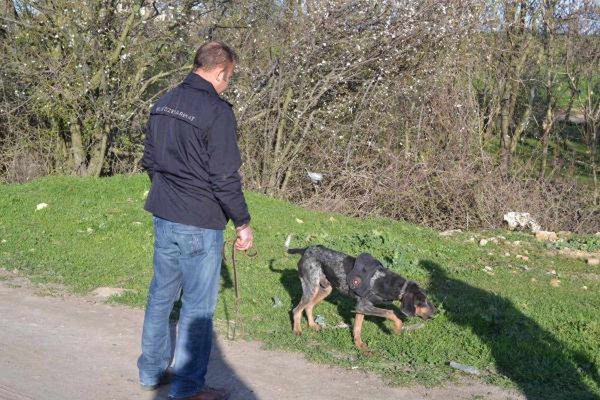 Kayıp Çocuk Köpeklerle Arandı" Haberine Ek