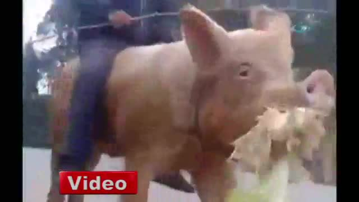 Yılanları Köpeklere Yem Etti