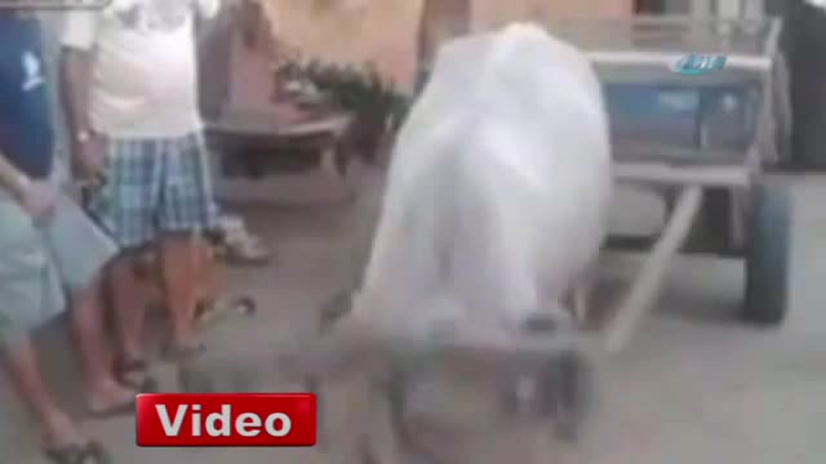 Akıllı İnek İş Başında